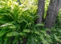 Green ferns on the bank of a small forest river Royalty Free Stock Photo
