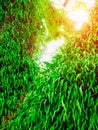 Green ferns on big tree with sun light in jungle. Abstract nature background.
