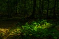 Green ferns in dappled light inside dark woods. Lozere France