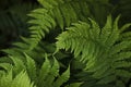 Green ferns on a dark background.