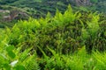 Green ferns and evergreen shrubs on a mountainside