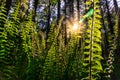 Green Ferns in the Fresh Canadian Rain Forest