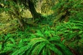 Green Ferns Royalty Free Stock Photo