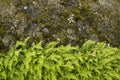 Green ferns growing against rock face
