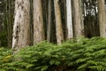 Green ferns growing among the eucalup trees Royalty Free Stock Photo