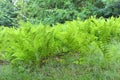 Green ferns growing on forest clearing