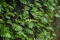 Green ferns growing on rock