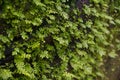 Green ferns growing on rock