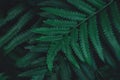 Green ferns leaves pattern background. Ferns leaves nature dark green tone background