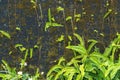 Green ferns and moss cover on old wall Royalty Free Stock Photo