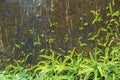 Green ferns and moss cover on old wall Royalty Free Stock Photo