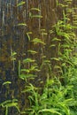 Green ferns and moss cover on old wall Royalty Free Stock Photo