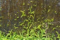 Green ferns and moss cover on old wall Royalty Free Stock Photo