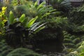 Green ferns in the park. Natural green background. Fern leaves close up. Royalty Free Stock Photo