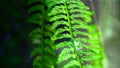 Green ferns in sunlight, nature background texture Royalty Free Stock Photo