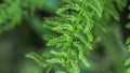 Green ferns in sunlight, nature background texture Royalty Free Stock Photo