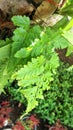 Green ferns on tree in tropical garden Royalty Free Stock Photo