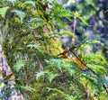 Green Ferns Trees Washington State