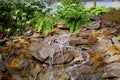 Green Ferns and Trickling Falls Royalty Free Stock Photo