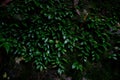 green fertile areas in the forest area