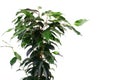 Green ficus