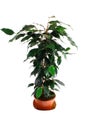 Green ficus