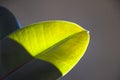 Green ficus leave, sunlight and shadows