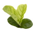 Green ficus lyrate leaf isolated Royalty Free Stock Photo