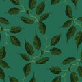 Green ficus rubber plant branch leaf seamless pattern texture background vector art Royalty Free Stock Photo