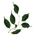 Green ficus rubber plant branch leaf vector art Royalty Free Stock Photo