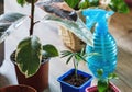 Green ficus tree with big bright leaves in the pot after repotting next to other plants on the table. Green home flowers Royalty Free Stock Photo