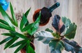 Green ficus tree with big bright leaves in the pot after repotting next to other plants on the table. Green home flowers Royalty Free Stock Photo