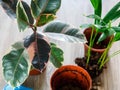 Green ficus tree with big bright leaves in the pot after repotting next to other plants on the table. Green home flowers Royalty Free Stock Photo