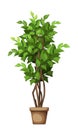 Green ficus tree. Houseplant in a pot. Vector illustration Royalty Free Stock Photo