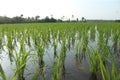 Great Green field farmer indonesia