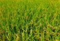 Green field Royalty Free Stock Photo