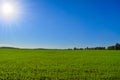 Green field against blue sky and bright sun