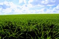 Green field against a clear blue sky and snow-white clouds Royalty Free Stock Photo