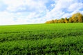 Green field against a clear blue sky and snow-white clouds Royalty Free Stock Photo