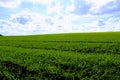 Green field against a clear blue sky and snow-white clouds Royalty Free Stock Photo