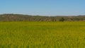 Green field, Alentejo region, South of Portugal Royalty Free Stock Photo