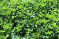 Green field of alfalfa Medicago sativa.