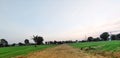 Green field around a way Royalty Free Stock Photo