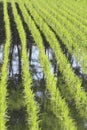 Green field, Asia paddy field Royalty Free Stock Photo