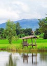 Paddy field Royalty Free Stock Photo