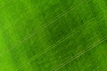 Green field background aerial view. Agriculture Meadow from above. Summer agricultural fields