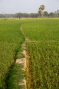 Green field background. Long narrow path covered with green grass. Green crops on both sides of the road