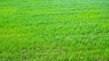 Green field background. Perspective of green grass. Grass background. Classic natural texture for editing and design