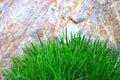 green grass, background, green succulent grass