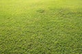 Green field background or wallpaper. Sunny day at the football field. Royalty Free Stock Photo